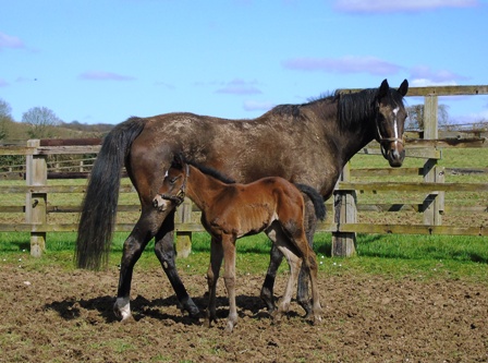 2018 filly by Exceed & Excel